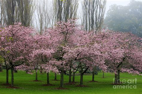 Cherry Blossom Grove Photograph By Gee Lyon Fine Art America