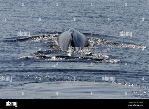 Adult Fin Whale Balaenoptera Physalus Surfacing In The Lower Gulf Of