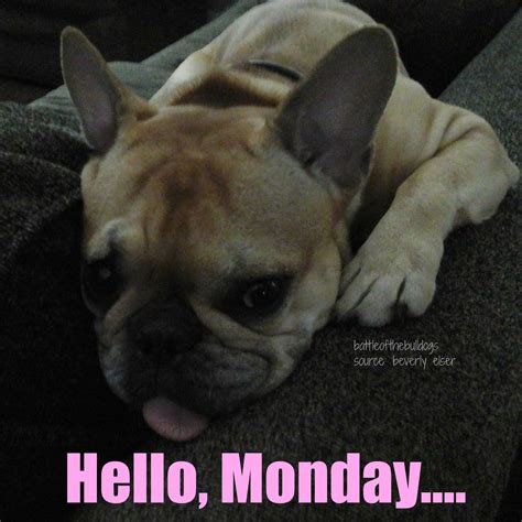 Hello Monday French Bulldog Animal Memes Bulldog