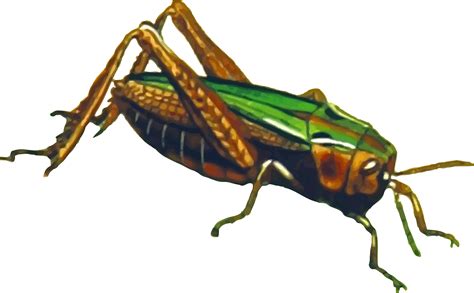 Clipart Common Green Grasshopper Isolated
