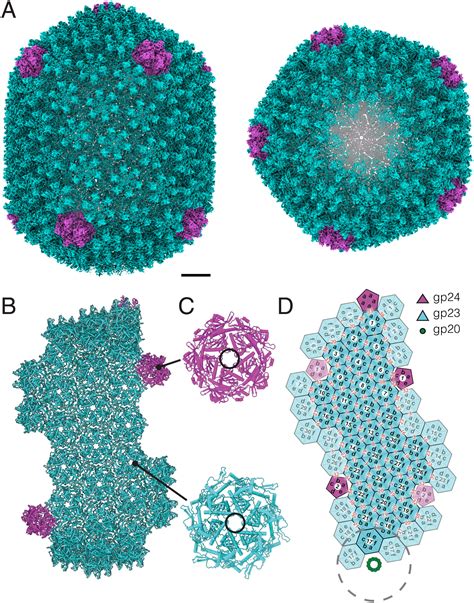 Structures Of A Large Prolate Virus Capsid In Unexpanded And Expanded
