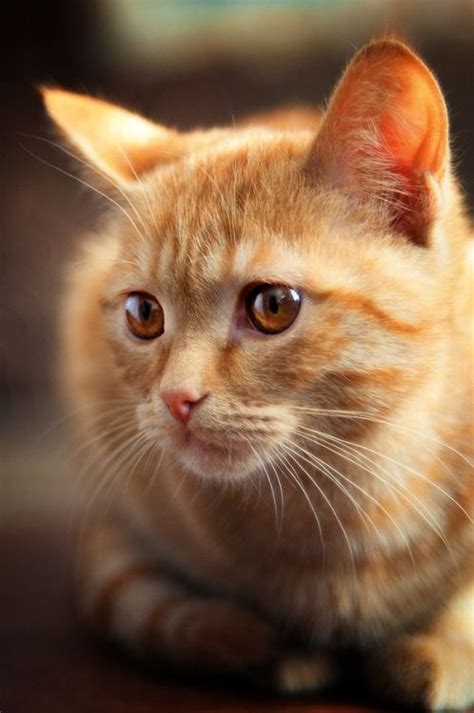 Beautiful Ginger Cat Orange Tabby Cats Pretty Cats Beautiful Cats