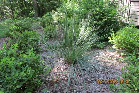 Plant Switchgrass By Pocahontas Chapter Virginia Master Naturalists In