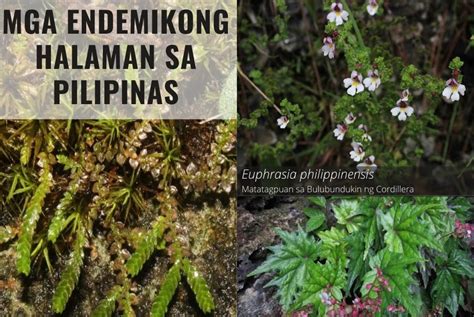 Mga Endemikong Halaman Sa Pilipinas Endemic Plants In The Philippines