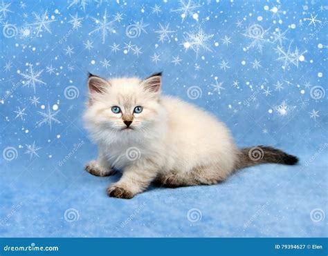 Small Siberian Kitten And Snowflakes Stock Image Image Of Breed