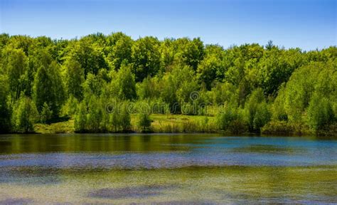Forest On The Lake Shore Stock Photo Image Of Ambiance 109138422