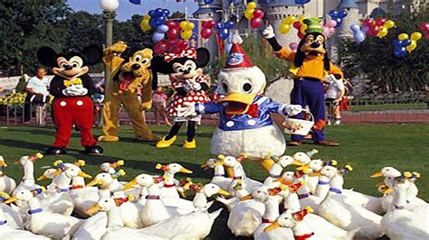 Disney Avenue The Story Behind Donald Duck And The 50 Real Ducks That