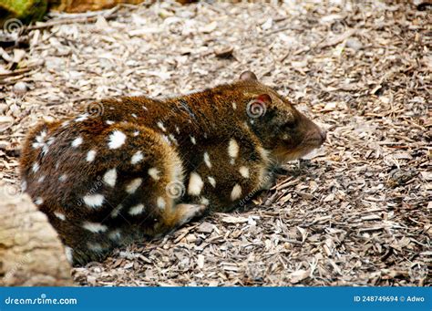 Spotted Tailed Quoll Stock Photo Image Of Kangaroo 248749694