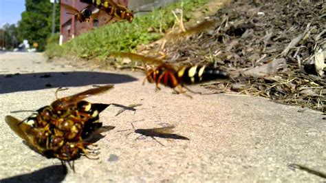 Eastern Cicada Killer Wasps Youtube