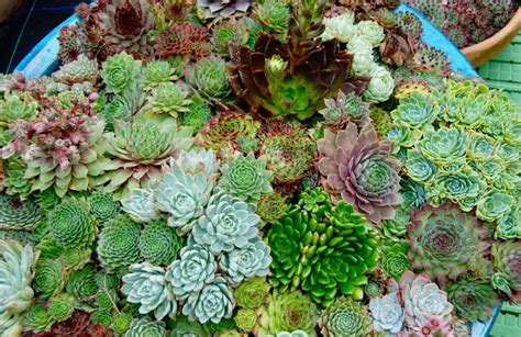 More images for succulents in the ground » How to have success with succulents | Reader's Digest Asia