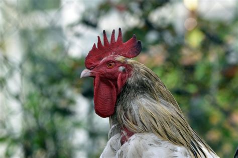 Cock Chicken Bird Free Photo On Pixabay