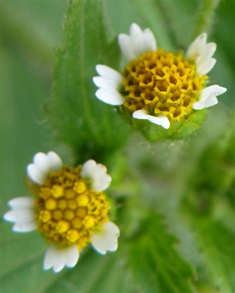 White and Yellow Flowers (Galinsoga) | Yellow flowers, Flowers, Wild flowers