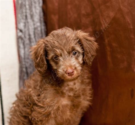 The dorkie puppies are very tiny in size and need utmost care and attention. Dorkie Pups - Kellys Kennels