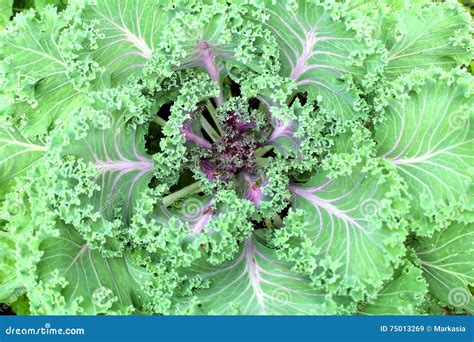 Green And Purple Cauliflower Stock Image Image Of Product Autumn
