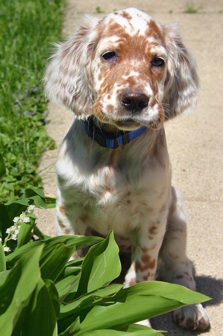 We have a beautiful litter of english setter puppies! english setters dog photo | Addison the English Setter ...