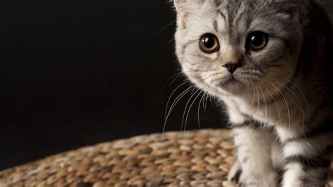 Cat Wallpapers 1920×1080 58 Wallpapers Adorable Wallpapers