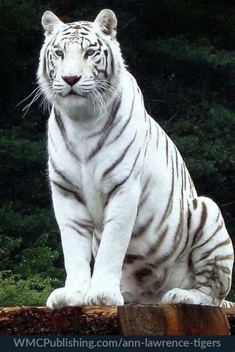 White Tiger Rare Albino Animals Animals Beautiful Albino Animals