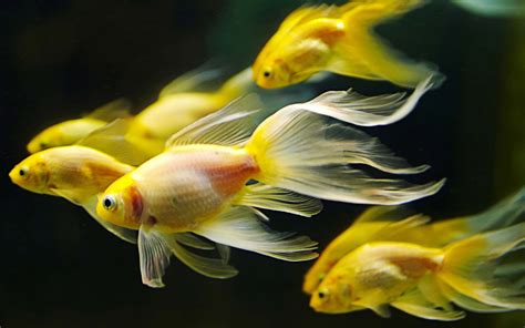 How To Pick And Care For Pet Fish Wishforpets