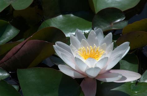 Wallpaper Water Lily Leaves Close Up 1600x1050 Wallup 1073920