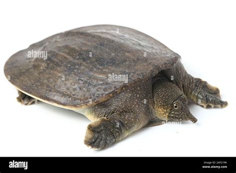 Common Softshell Turtle Or Asiatic Softshell Turtle Amyda Cartilaginea Isolated On White