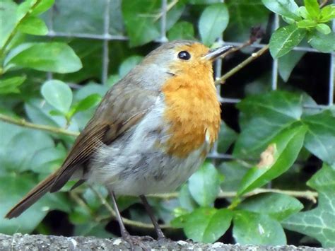Little Robin Redbreast By Catherine P · 365 Project