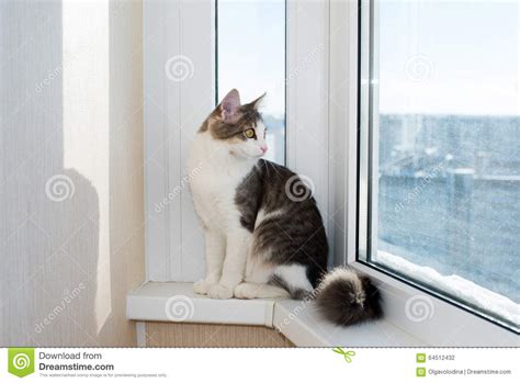 Young Cat Sitting On Window Sill Stock Photo Image Of