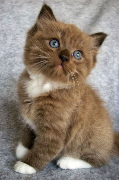 Miauw Cute Cat Breeds Kittens Cutest Pretty Cats