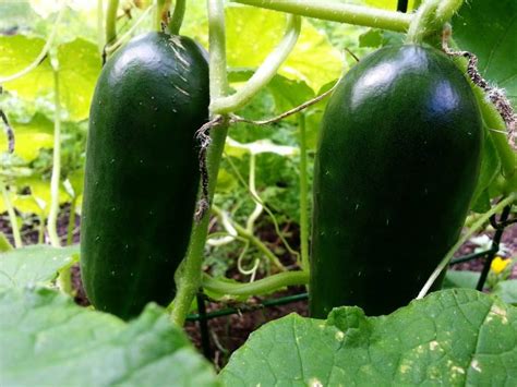 This is my first year growing cucumbers and i have 4 in their own pots. Growing Cucumbers from Sowing to Harvest | Garden DIY