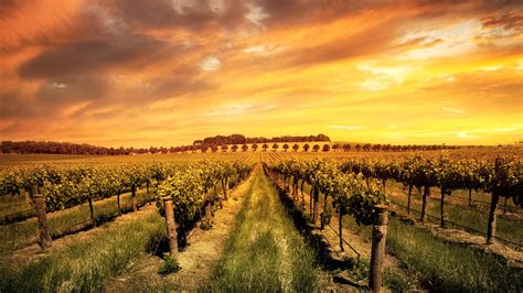 Why Australia Needs To Get Us All To Pay A Bit More For Its Wines