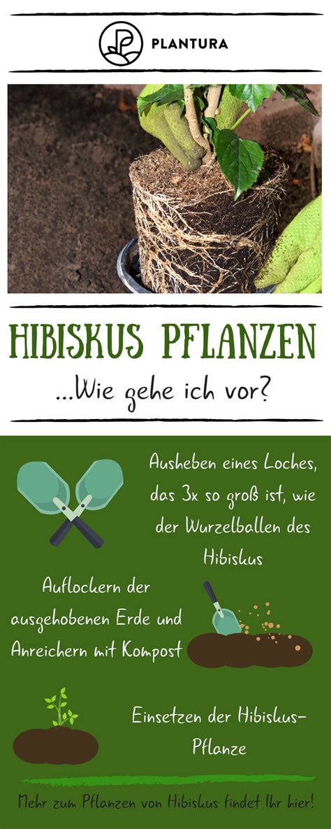We did not find results for: Hibiskus pflanzen: Standort, Zeitpunkt & Vorgehen ...