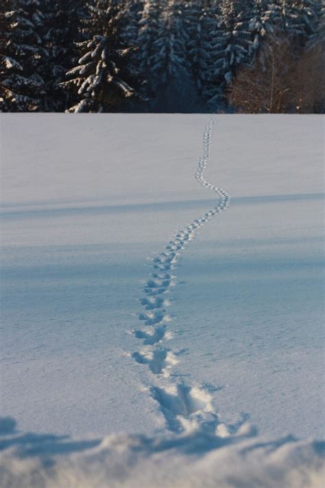 Maybe you would like to learn more about one of these? Moose tracks in the snow (!) | Theresa | Flickr