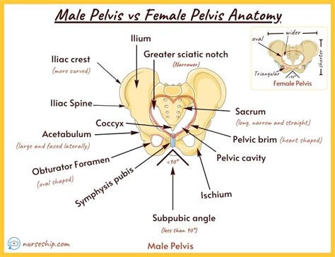 Male Pelvis Vs Female Pelvis Anatomy What Is The Difference