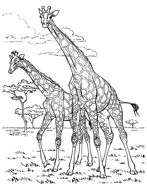Colorful Giraffes Free Printable Coloring Pages
