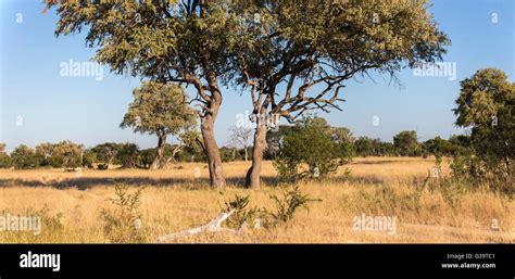 African Savanna Trees And Grass Hi Res Stock Photography And Images Alamy