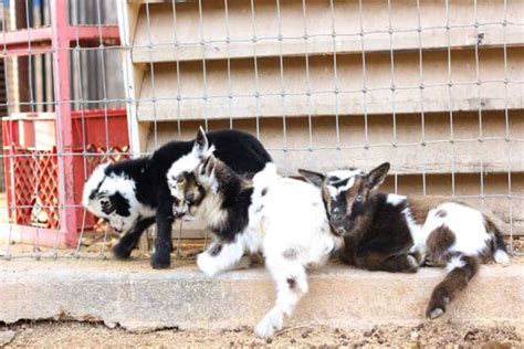 How big is a goat fence? Goat Fencing: Keep Your Goats From Breaking Out