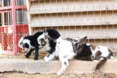 Do it yourself goat fence. Goat Fencing: Keep Your Goats From Breaking Out