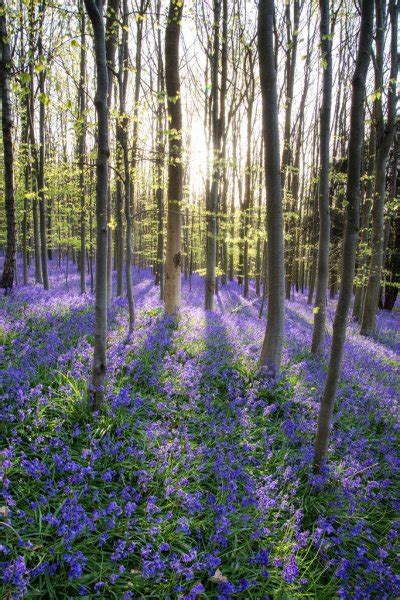 Vibrant Bluebell Carpet Spring Forest Landscape — Stock Photo