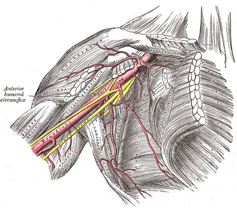 Upper Limb Anatomy The Axilla Ponder Med