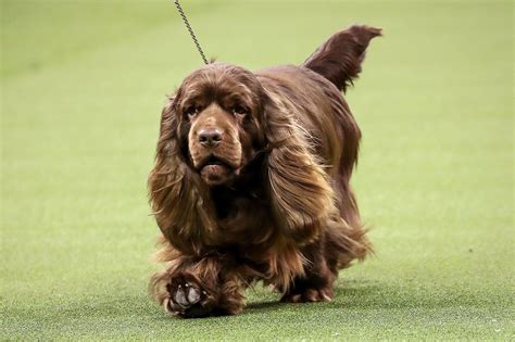 The Westminster Dog Show Crowd Loves Bean The Sussex Spaniel And How He