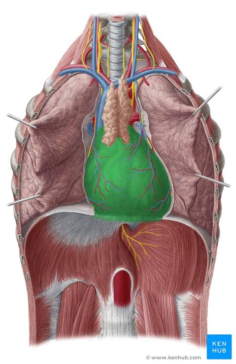 Pericardium Anatomy Of Fibrous And Serous Layers Kenhub