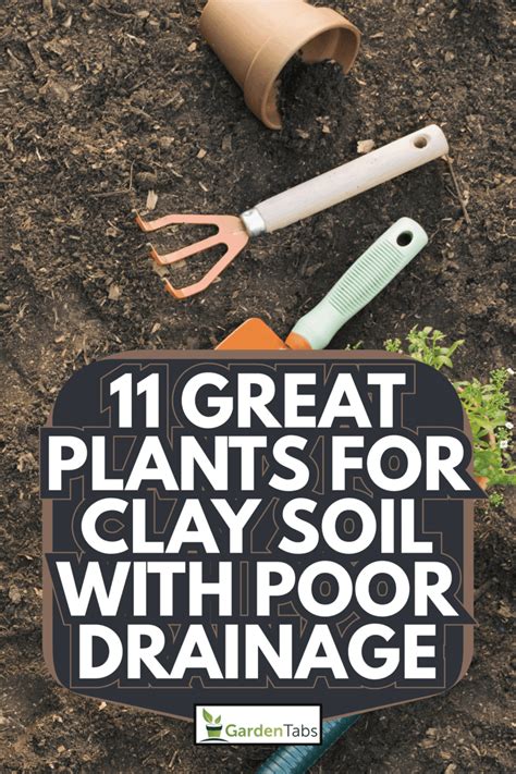 11 Great Plants For Clay Soil With Poor Drainage Clay