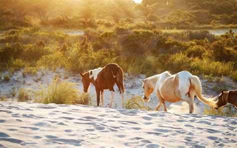 Find the best ways to explore the national seashore barrier island. These 10 Beach Campgrounds Across The U.S. Will Make You ...