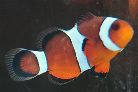 Ebay 1 echter clownfisch abzugeben. Spots on clownfish: sick or stung? - Pest and Disease ...