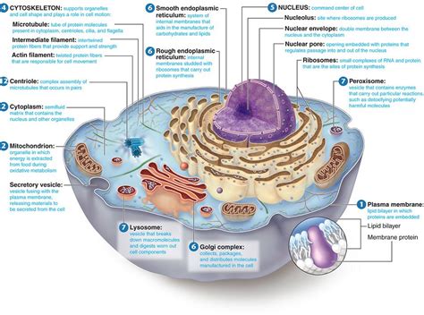 There are hundreds of cell types in a developed organism, which are specific to their location and function. Cell Theory and Cellular Transport - Mr. Smit: Life ...