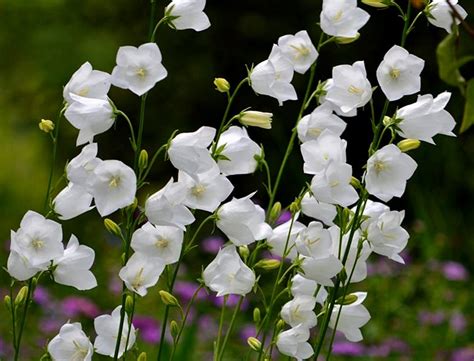 Campanula Guide How To Grow And Care For Bellflower