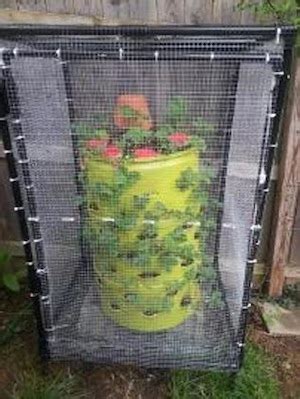 A sweet borax ant trap is made by mixing three ingredients: Borax Ant Traps in my Strawberries
