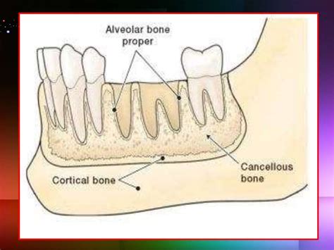 It is much denser than cancellous bone, harder, stronger and stiffer. Alveolar bone_ Dr. Ayesha Taha