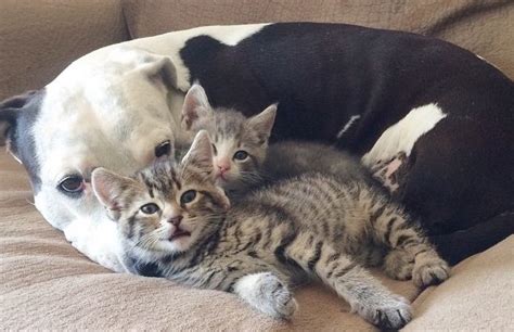 Three Legged Pit Bull Adopts Tiny Kittens Az Her Own