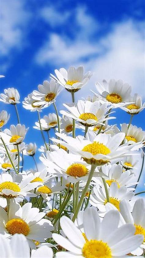 Download Spring Flower Blue Sky Iphone Wallpaper