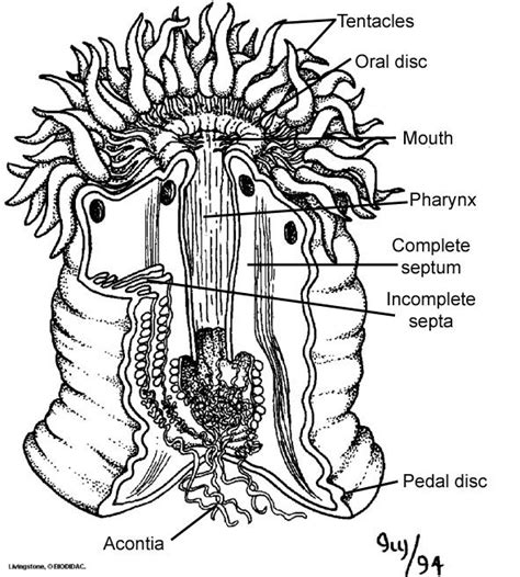 A Sea Anemone Anthozoa With A Cutaway Section Showing The Internal